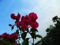 Very nice Pink BougainvilleaÃÂ flowers in my rooftop garden captured in the twilight Royalty Free Stock Photo